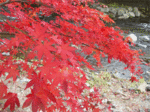 SANY0062.gif