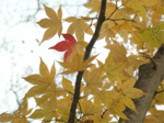 SANY0091.gif