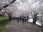 桜トンネル.jpg